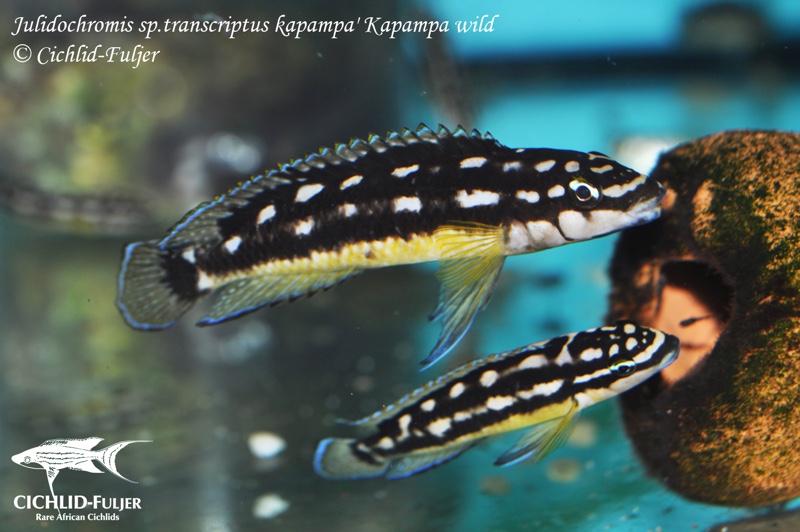 Julidochromis sp. 'ornatus kapampa' Kapampa